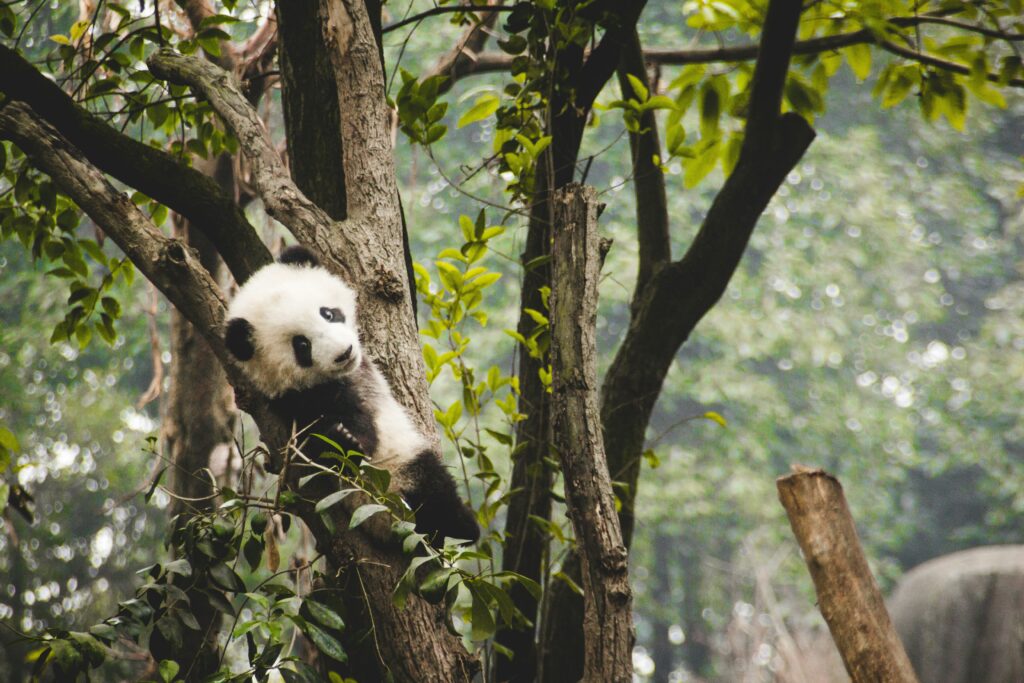 WWFの慈善活動と動物保護について